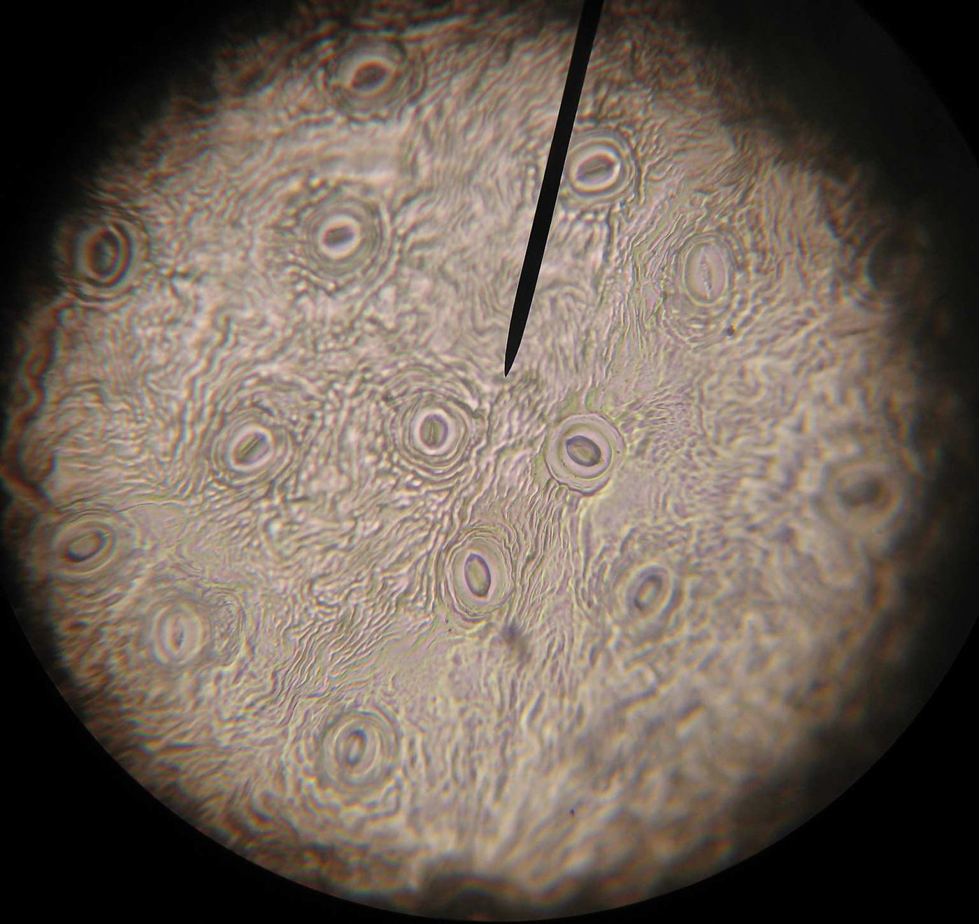 Microscope image of stomata on a leaf