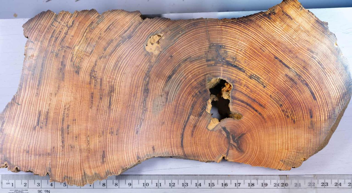 Tree trunk cross section with growth rings