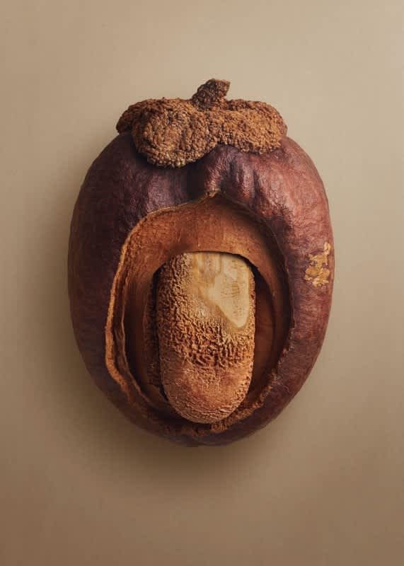 Macro image of a seed cross section