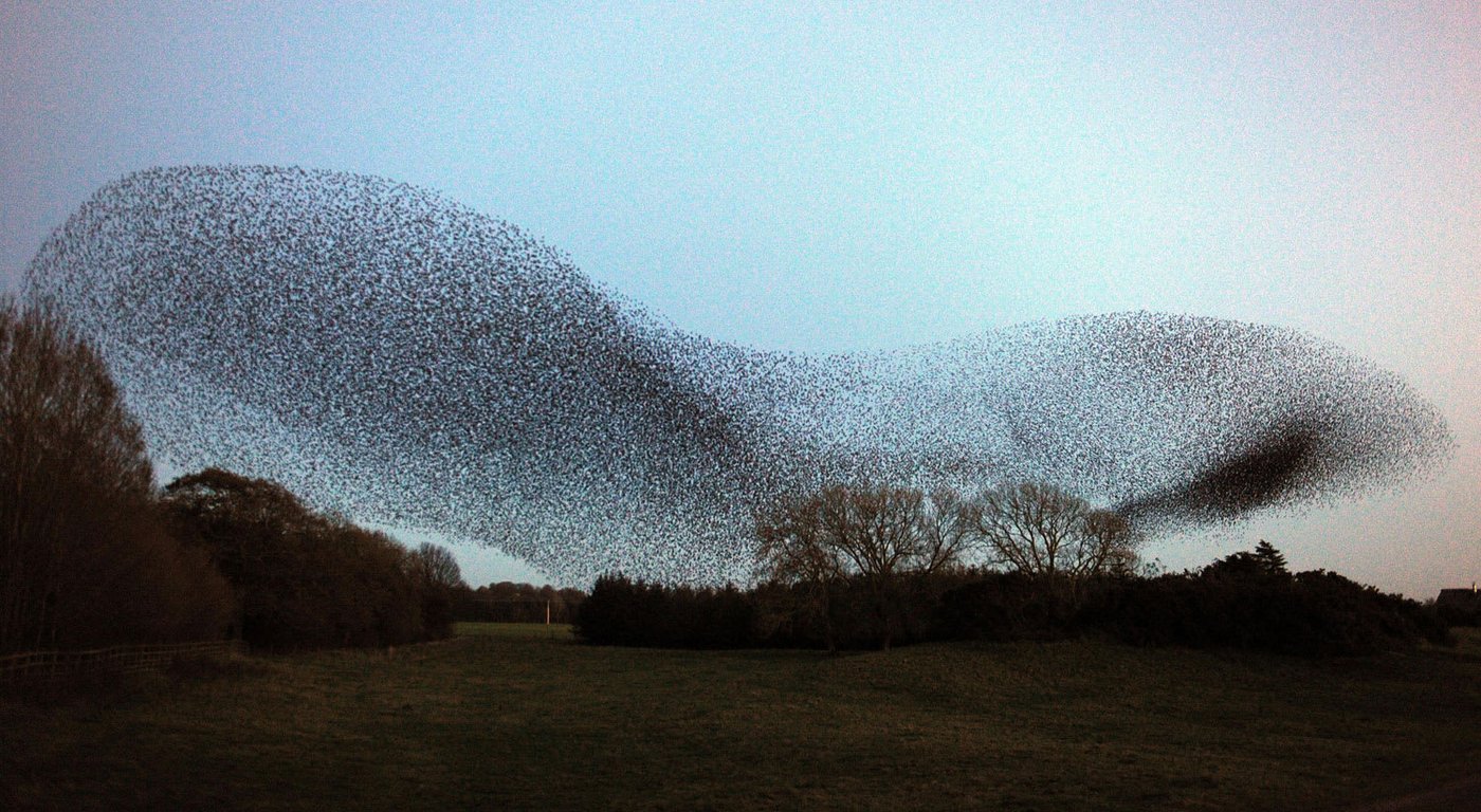 Starling murmuration in the sky
