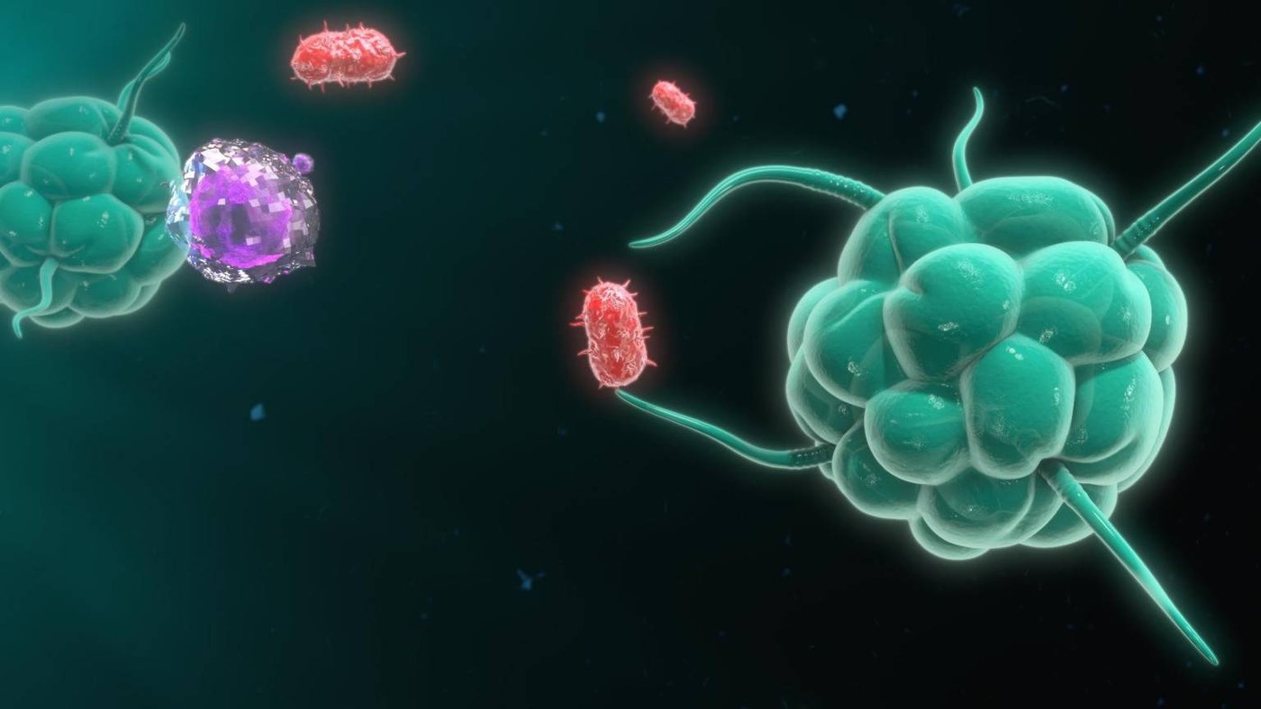 Illustration of immune cells