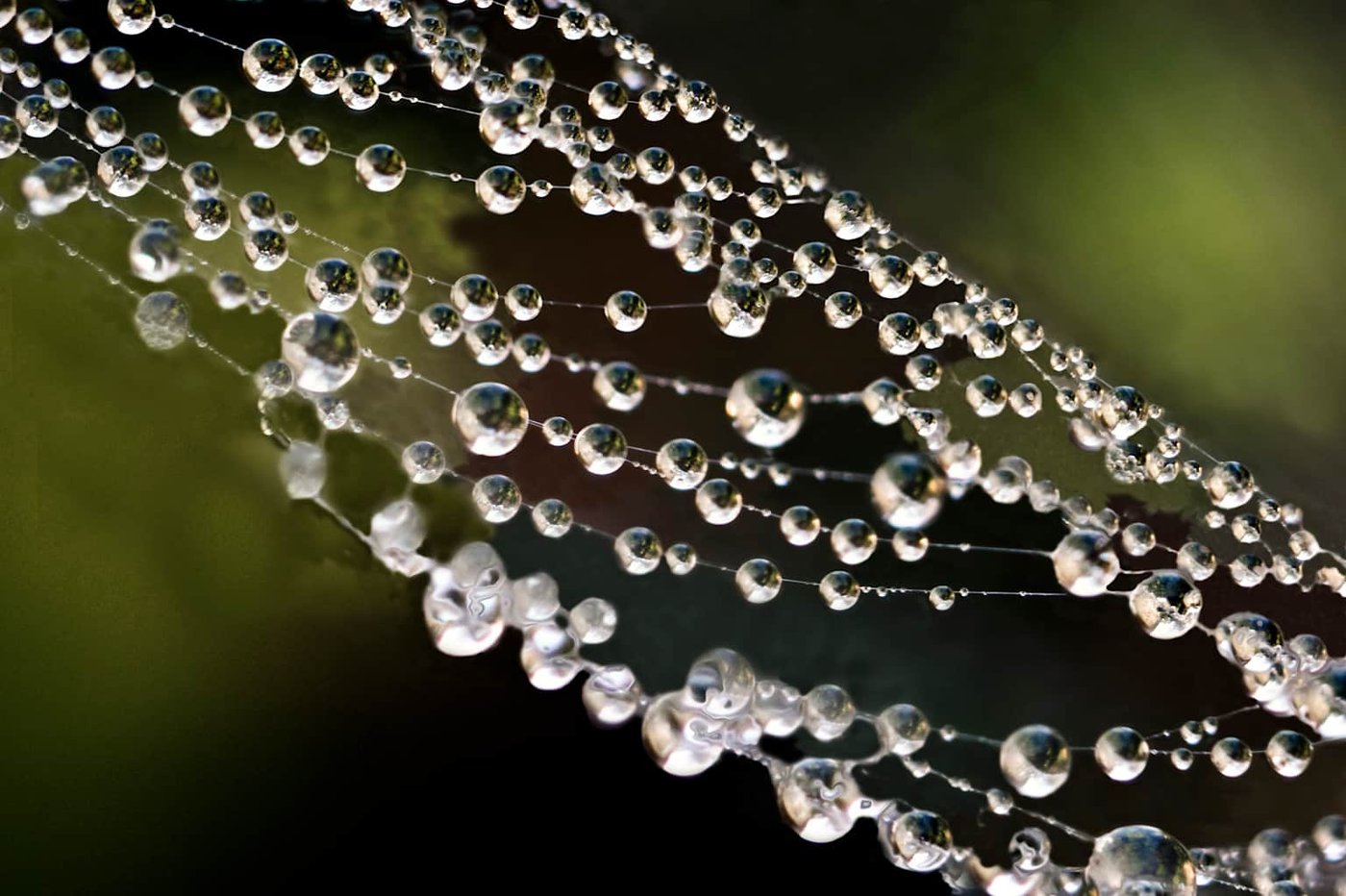 Macro spider web with dew