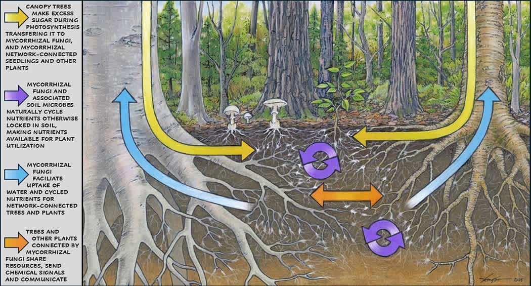 Illustration of mycorrhizal network connecting tree roots